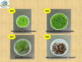 Catalogue of Aquatic plants-03.jpg